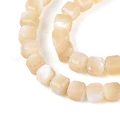 Natural Trochid Shell/Trochus Shell Beads Strands&nbsp;BSHE-T014-52A-02