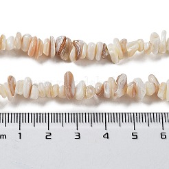 Natural Shell Beads Strands&nbsp;G-F328-45