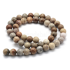 Natural Fossil Coral Beads Strands&nbsp;G-G763-12-12mm