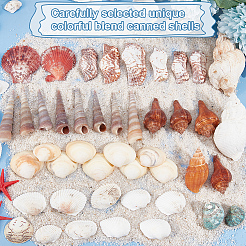 Natural Conch & Shell Beads&nbsp;SHEL-WH0005-01