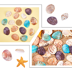 染め天然シェルビーズ  ミックスカラー  32~37x20~29x8~10mm  穴：1mm  約100~120個/箱&nbsp;BSHE-PH0003-02
