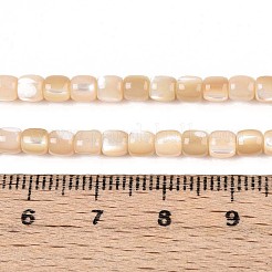 天然トロチッドシェル/トロカスシェルビーズ連売り  コラム  小麦  3.5~5x3.5~4mm  穴：0.6mm  約96~97個/連  15.16~15.35インチ（38.5~39cm）&nbsp;SSHEL-N040-12