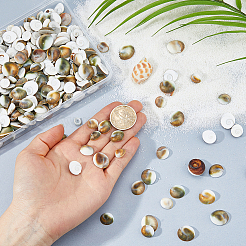 300Pcs Natural Shiva Eye Shell Cabochons&nbsp;SHEL-FH0001-28