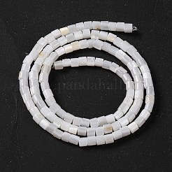 Natural Freshwater Shell Beads Strands&nbsp;BSHE-S304-08