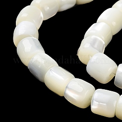 Natural Trochus Shell Beads Strands&nbsp;BSHE-E030-05B