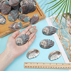 500G Natural Shell&nbsp;SSHEL-PH0001-37