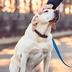 30個3スタイル304＆201ステンレススチールペンダント  犬の骨と犬の足跡と犬  ステンレス鋼色  11~15x6.5~15.5x1mm  穴：1.3~1.5mm  10個/スタイル&nbsp;STAS-AR0001-82