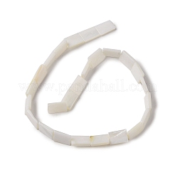 Natural Freshwater Shell Beads Strands&nbsp;BSHE-H018-03