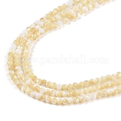 Natural Trochus Shell Beads Strands&nbsp;BSHE-G036-08A-02