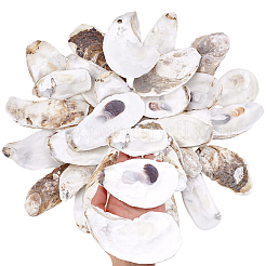30Pcs 3 Styles Oyster Shell&nbsp;DIY-PH0029-34