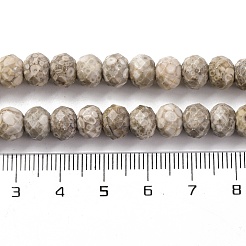 Natural Conch Fossil Beads Strands&nbsp;G-K380-A41-01