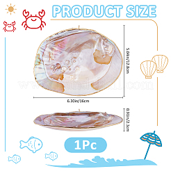 Natural Shells Display Decorations&nbsp;DIY-WH0899-659A