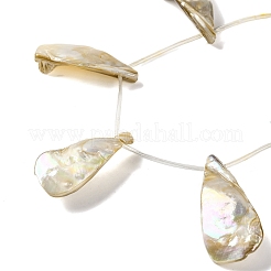 Electroplated Natural Freshwater Shell Beads Strands&nbsp;BSHE-S304-02