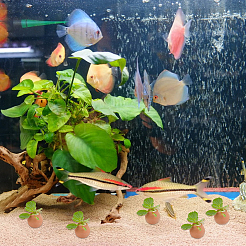 粘土鉢の置物装飾品6個  家庭菜園の装飾  マイクロ風景水槽の装飾  水耕栽培用スポンジ6個付き  シエナ  43x37mm&nbsp;DJEW-FH0011-54