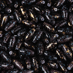 焼付塗装ガラスシードビーズ  丸い穴  オーバル  ブラック  9.5x4~4.5mm  穴：0.8~1mm  約1750個/ポンド&nbsp;SEED-N008-06J