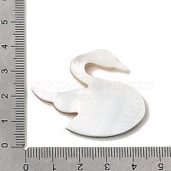 Natural Freshwater Shell & Paua Shell & White Shell Cabochons&nbsp;SHEL-C009-02