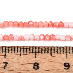 Dyed Natural Trochid Shell/Trochus Shell Beads Strands&nbsp;SSHEL-T017-13D