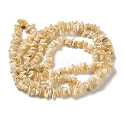 Natural Trochus Shell Beads Strands&nbsp;SHEL-K006-38