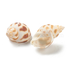 Natural Spiral Shell Beads&nbsp;BSHE-H015-05
