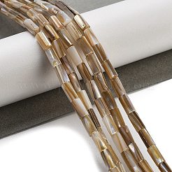 Natural Freshwater Shell Beads Strands&nbsp;BSHE-G038-02