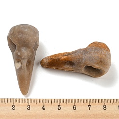 天然の化石のサンゴペンダント  鳥の頭蓋骨のチャーム  47~49x20~22x20~22mm  穴：2~2.5mm&nbsp;G-M417-06C